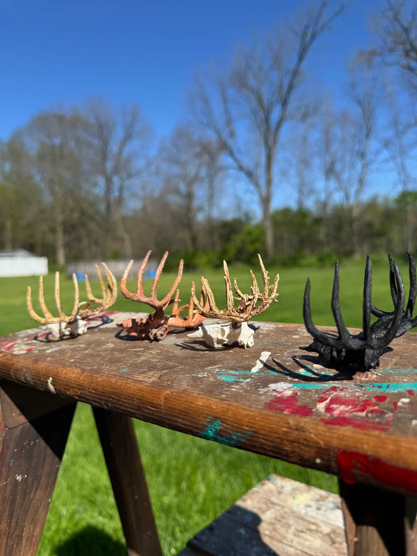 Mini Whitetail Deer Skull & Antler Display