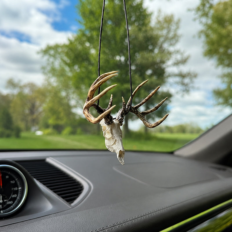 Mini Whitetail Deer Skull & Antler Display